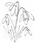 Flower drawing