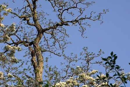 Dogwoods and locust tree