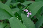Pink lily of the valley