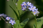 Blue blossoms