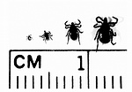 Ticks