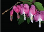 Bleeding Hearts