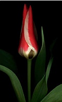 one tulip