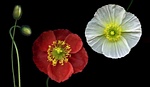 poppies