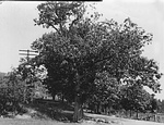 Oak Tree of Oak Tree Road