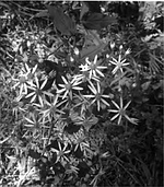 White Woodland Aster