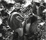 skunk cabbage 1