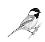 Chickadee