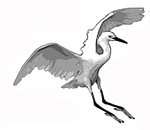 Crane