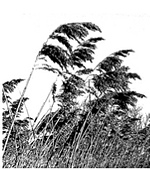 Phragmites3