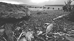 Dead fish on Hudson shore