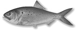 Menhaden