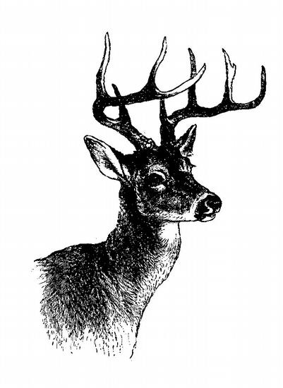 deer head pictures