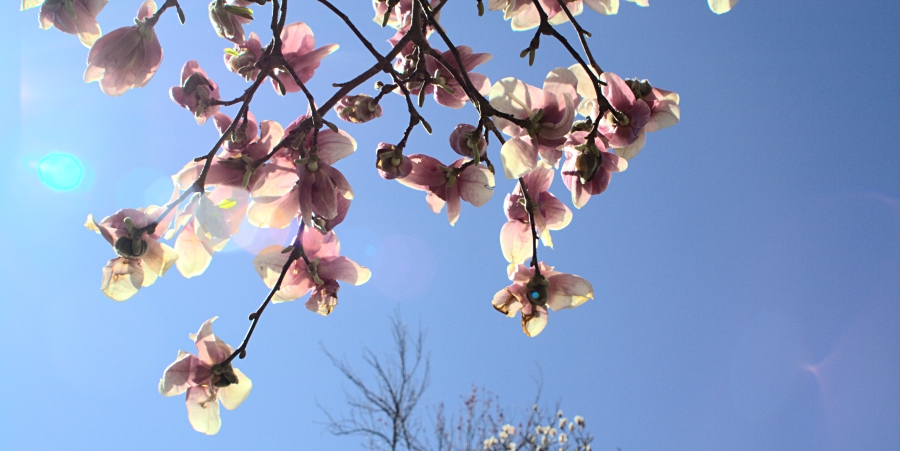 jane magnolia tree pictures. Magnolia Tree at Palisades